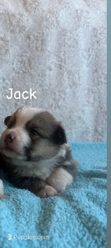 Jack – Pembroke Welsh Corgi puppy for sale in Whiteville, NC