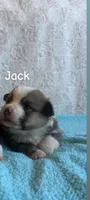 Jack, a male Pembroke Welsh Corgi for sale in Whiteville, NC – 1 of 1