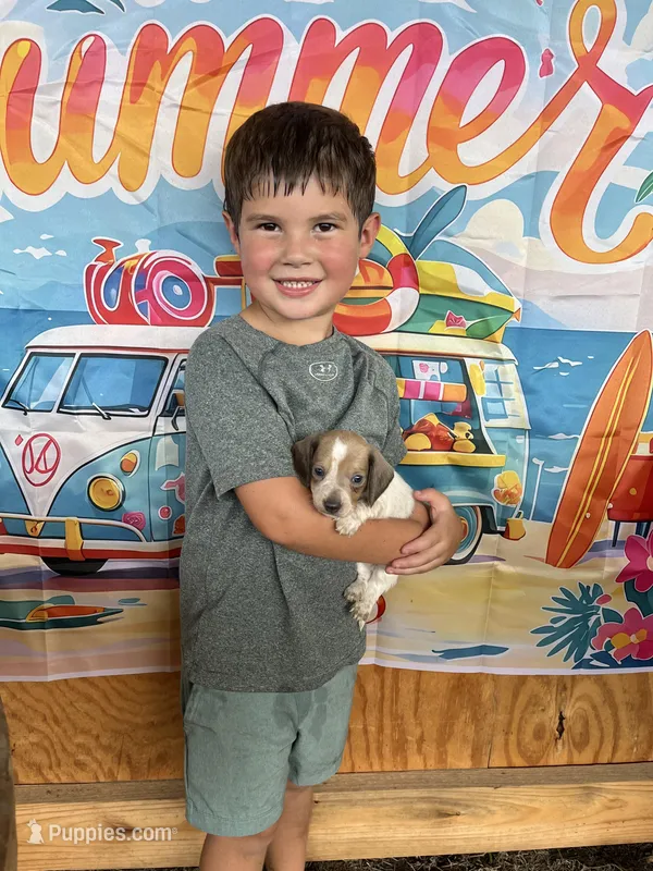 barney – Dachshund puppy on hold in Whiteville, NC