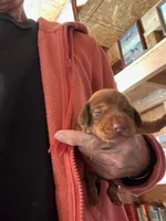 Max, a male Dachshund for sale in Whiteville, NC – 1 of 2