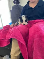Boston, a male Pembroke Welsh Corgi for sale in Whiteville, NC – 1 of 1