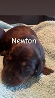Newton, a male Dachshund for sale in Whiteville, NC – 1 of 1