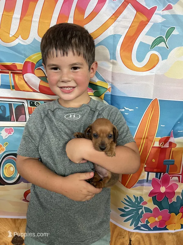 dallas – Dachshund puppy on hold in Whiteville, NC