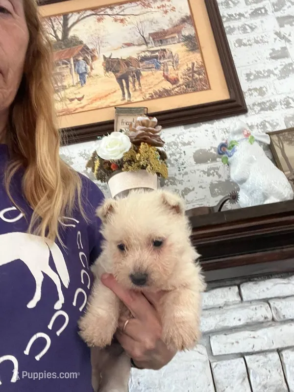 Benny – West Highland White Terrier puppy for sale in Whiteville, NC