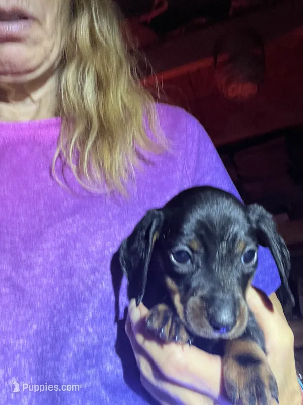 Bridget – Dachshund puppy for sale in Whiteville, NC