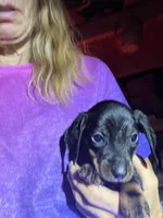Bridget, a female Dachshund for sale in Whiteville, NC – 1 of 1