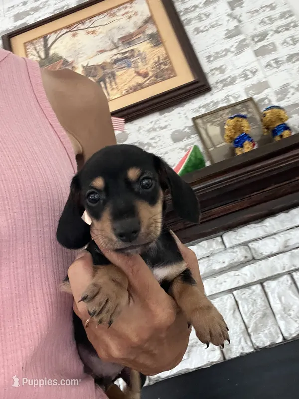 Bently  – Dachshund puppy for sale in Whiteville, NC