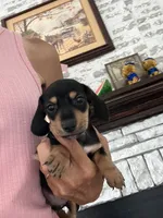 Bently , a male Dachshund for sale in Whiteville, NC – 1 of 1