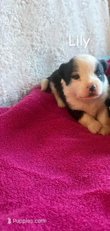 Lady – Pembroke Welsh Corgi puppy for sale in Whiteville, NC