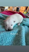 maverick, a male West Highland White Terrier for sale in Whiteville, NC – 1 of 1
