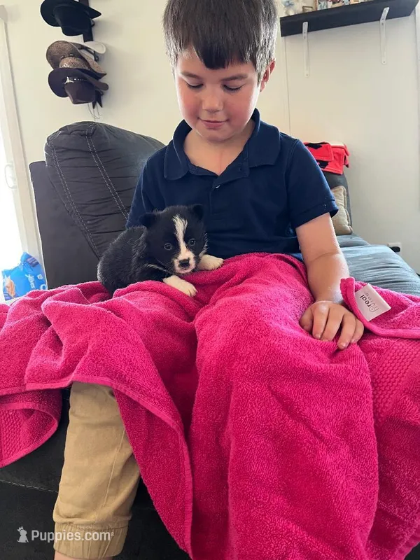 Lady – Pembroke Welsh Corgi puppy for sale in Whiteville, NC