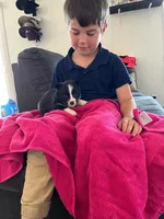Lady, a female Pembroke Welsh Corgi for sale in Whiteville, NC – 1 of 1