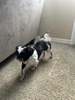 Darwin, a male Shih Tzu for sale in Tampa, FL – 3 of 5