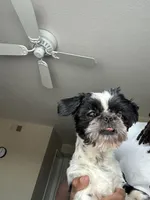 Darwin, a male Shih Tzu for sale in Tampa, FL – 5 of 5