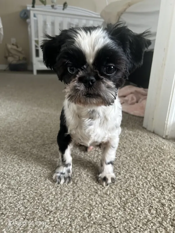Darwin – Shih Tzu puppy for sale in Tampa, FL
