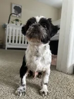 Darwin, a male Shih Tzu for sale in Tampa, FL – 4 of 5