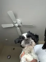 Darwin, a male Shih Tzu for sale in Tampa, FL – 2 of 5