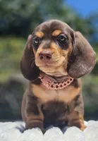 Harley, a female Miniature Dachshund for sale in Whittier, CA – 2 of 3