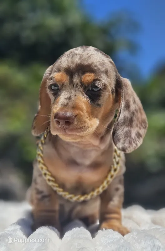 Dubai – Miniature Dachshund puppy for sale in Whittier, CA