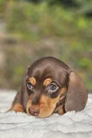 Diego, a  Miniature Dachshund for sale in Whittier, CA – 9 of 10