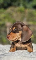 Diego, a  Miniature Dachshund for sale in Whittier, CA – 7 of 10