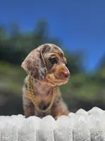Dubai, a male Miniature Dachshund for sale in Whittier, CA – 2 of 5