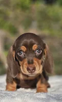 Diego, a  Miniature Dachshund for sale in Whittier, CA – 4 of 10