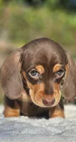 Diego, a  Miniature Dachshund for sale in Whittier, CA – 2 of 10