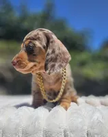 Dubai, a male Miniature Dachshund for sale in Whittier, CA – 3 of 5