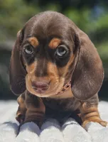 Harley, a female Miniature Dachshund for sale in Whittier, CA – 3 of 3