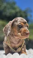 Dubai, a male Miniature Dachshund for sale in Whittier, CA – 4 of 5