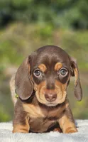 Diego, a  Miniature Dachshund for sale in Whittier, CA – 3 of 10