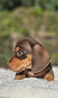 Diego, a  Miniature Dachshund for sale in Whittier, CA – 5 of 10