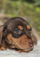 Diego, a  Miniature Dachshund for sale in Whittier, CA – 6 of 10