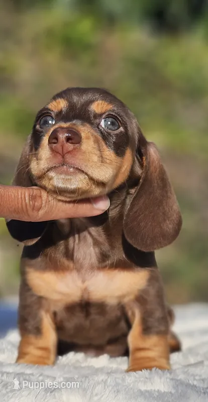 Diego – Miniature Dachshund puppy for sale in Whittier, CA