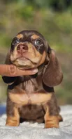 Diego, a  Miniature Dachshund for sale in Whittier, CA – 1 of 10