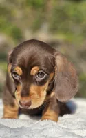 Diego, a  Miniature Dachshund for sale in Whittier, CA – 8 of 10