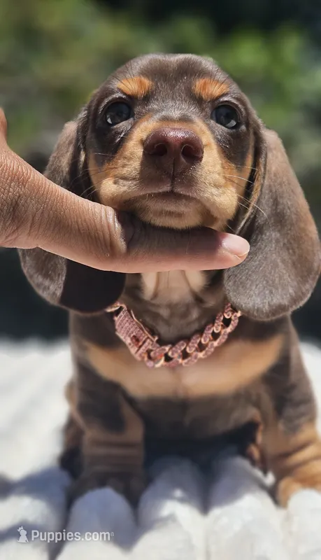 Harley – Miniature Dachshund puppy for sale in Whittier, CA