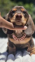 Harley, a female Miniature Dachshund for sale in Whittier, CA – 1 of 3