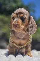 Dubai, a male Miniature Dachshund for sale in Whittier, CA – 5 of 5