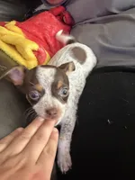 Strawberry , a female Chihuahua for sale in Platte City, MO – 3 of 3