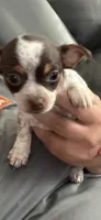 Strawberry , a female Chihuahua for sale in Platte City, MO – 2 of 3