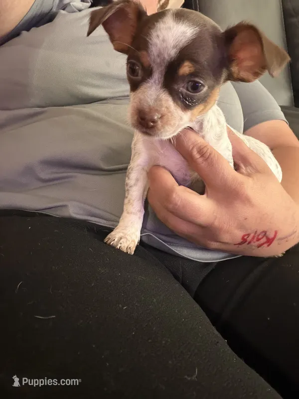Strawberry  – Chihuahua puppy for sale in Platte City, MO