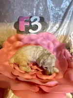 Female #3, a female Poodle - Miniature  for sale in Wittensville, KY – Photo 3 of 6