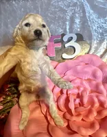 Female #3, a female Poodle - Miniature  for sale in Wittensville, KY – Photo 2 of 6