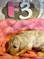 Female #3, a female Poodle - Miniature  for sale in Wittensville, KY – Photo 4 of 6