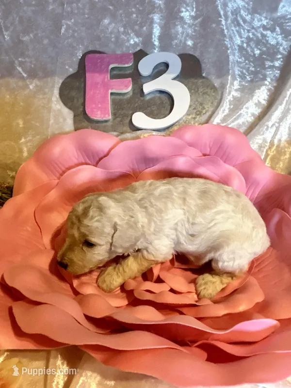 Female #3 – Poodle - Miniature  puppy for sale in Wittensville, KY