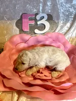 Female #3, a female Poodle - Miniature  for sale in Wittensville, KY – Photo 1 of 6