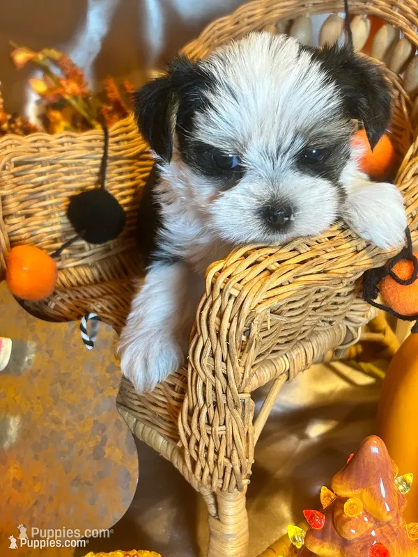 Cookie – Yorkshire Terrier puppy for sale in Wittensville, KY