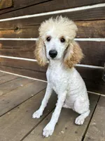 Male #3, a male Poodle - Miniature  for sale in Wittensville, KY – 2 of 7